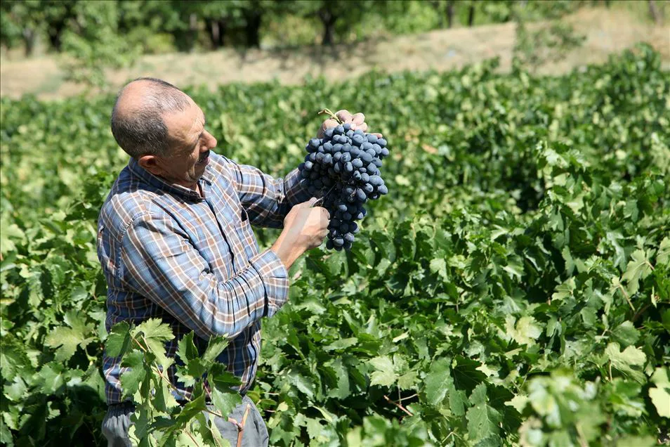 Üzümlü (Cimin) İlçesi Tarihi: Urartulardan Günümüze Bağcılık Diyarı